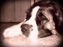 [field_gallery-nid]_[filefield-onlyname-original].[filefield-extension-original]