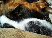 [field_gallery-nid]_[filefield-onlyname-original].[filefield-extension-original]