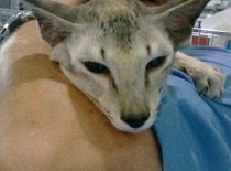 [field_gallery-nid]_[filefield-onlyname-original].[filefield-extension-original]