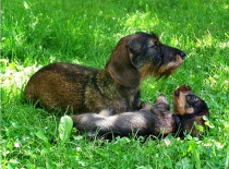 [field_gallery-nid]_[filefield-onlyname-original].[filefield-extension-original]