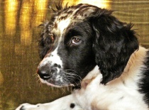 [field_gallery-nid]_[filefield-onlyname-original].[filefield-extension-original]