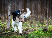 [field_gallery-nid]_[filefield-onlyname-original].[filefield-extension-original]