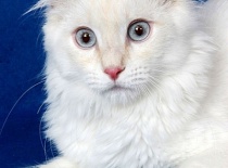 [field_gallery-nid]_[filefield-onlyname-original].[filefield-extension-original]