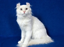 [field_gallery-nid]_[filefield-onlyname-original].[filefield-extension-original]