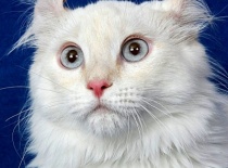 [field_gallery-nid]_[filefield-onlyname-original].[filefield-extension-original]