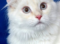 [field_gallery-nid]_[filefield-onlyname-original].[filefield-extension-original]