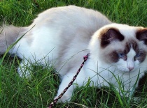 [field_gallery-nid]_[filefield-onlyname-original].[filefield-extension-original]