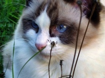 [field_gallery-nid]_[filefield-onlyname-original].[filefield-extension-original]