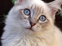 [field_gallery-nid]_[filefield-onlyname-original].[filefield-extension-original]