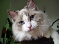 [field_gallery-nid]_[filefield-onlyname-original].[filefield-extension-original]