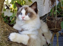 [field_gallery-nid]_[filefield-onlyname-original].[filefield-extension-original]