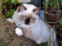 [field_gallery-nid]_[filefield-onlyname-original].[filefield-extension-original]