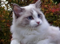 [field_gallery-nid]_[filefield-onlyname-original].[filefield-extension-original]