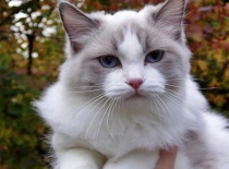 [field_gallery-nid]_[filefield-onlyname-original].[filefield-extension-original]