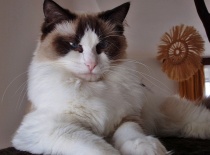 [field_gallery-nid]_[filefield-onlyname-original].[filefield-extension-original]