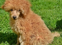 [field_gallery-nid]_[filefield-onlyname-original].[filefield-extension-original]