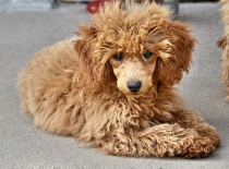 [field_gallery-nid]_[filefield-onlyname-original].[filefield-extension-original]