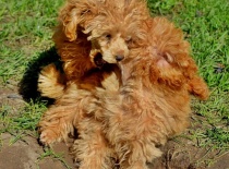 [field_gallery-nid]_[filefield-onlyname-original].[filefield-extension-original]