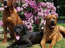 [field_gallery-nid]_[filefield-onlyname-original].[filefield-extension-original]