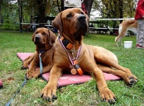 [field_gallery-nid]_[filefield-onlyname-original].[filefield-extension-original]