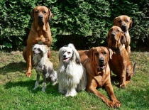 [field_gallery-nid]_[filefield-onlyname-original].[filefield-extension-original]