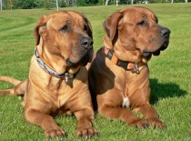 [field_gallery-nid]_[filefield-onlyname-original].[filefield-extension-original]