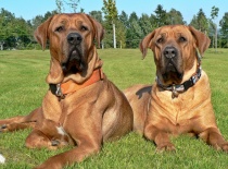 [field_gallery-nid]_[filefield-onlyname-original].[filefield-extension-original]