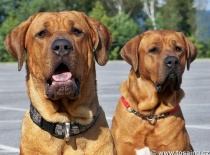 [field_gallery-nid]_[filefield-onlyname-original].[filefield-extension-original]