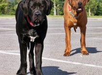 [field_gallery-nid]_[filefield-onlyname-original].[filefield-extension-original]