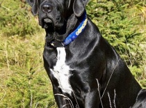 [field_gallery-nid]_[filefield-onlyname-original].[filefield-extension-original]