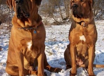 [field_gallery-nid]_[filefield-onlyname-original].[filefield-extension-original]