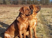 [field_gallery-nid]_[filefield-onlyname-original].[filefield-extension-original]