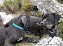 [field_gallery-nid]_[filefield-onlyname-original].[filefield-extension-original]