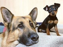 Komisar rex nemecky ovcak s kamarady 