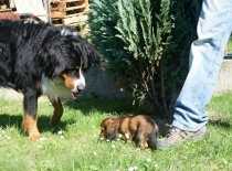 velikostní nepoměr vůbec nevadí