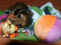 první týden v novém domově