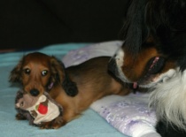 s velkým kámošem bernáškem Baddym