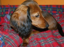 spokojená v pelíšku