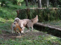 Přinášení lišky z ohrádky