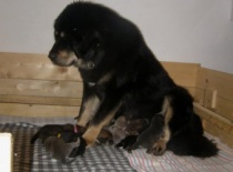 Cheila bohemia bal  jul