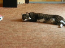 37842 1158131850141 8072656 n