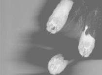 397536 1777589136186 1406921196 n