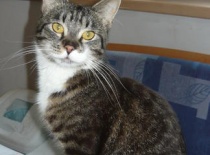 3b2e667467 52973121 v1