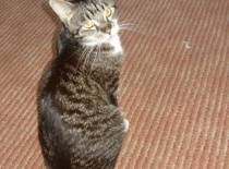 7f7cf3f825 52973304 v1