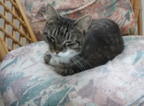 9cc2f88cee 52973369 v1