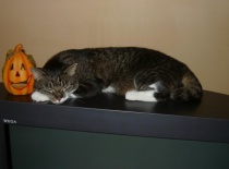 9fe37bca1c 55881059 v1