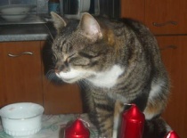 C3659c2334 57092809 v1