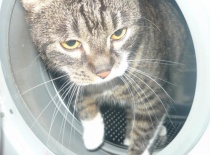 C67bc737ee 57415234 v1