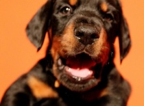 68204 1487958686935 5045414 n 0