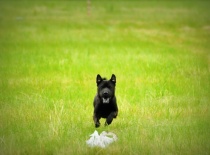 1009918 623665730985939 1967293816 n